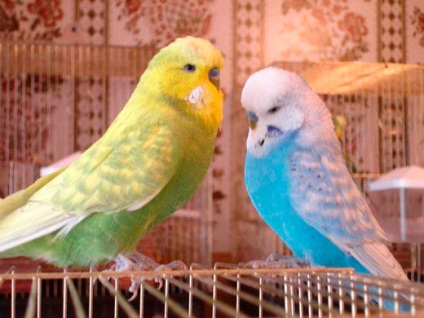 Budgerigar tüsszent - mit kell tenni