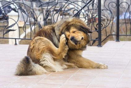 Gyulladás a középfül egy kutya jelek és tünetek, kezelés