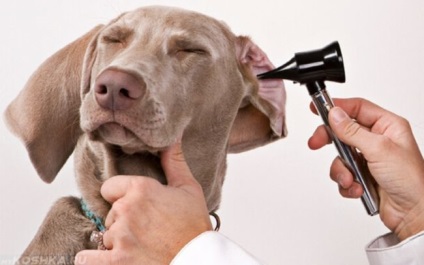 Gyulladás a középfül egy kutya jelek és tünetek, kezelés