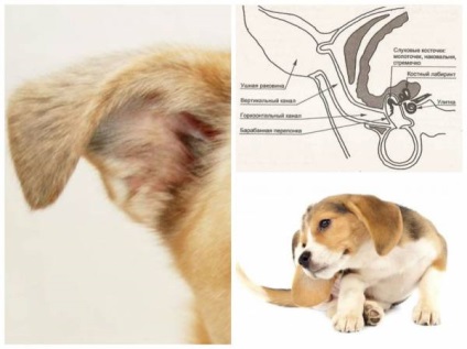 Запалення вуха у собаки причини, симптоми і лікування