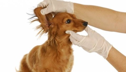 Запалення вуха у собаки причини, симптоми і лікування