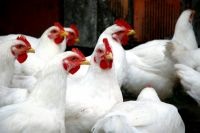 Gyulladás golyva csirke - kezelési és megelőző módszerek