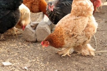 Gyulladás golyva csirke - kezelési és megelőző módszerek