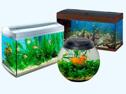 Minden, amit tudni kell az akváriumi halak - otthoni akváriumban