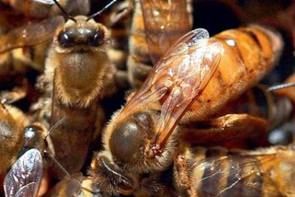 Mind a lárvák a méhek nevezik, színpad, a kezelés
