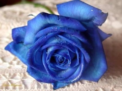 Mindent a növények és virágok, hogyan növekszik a kék rózsa