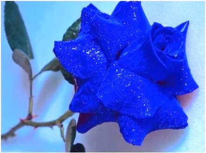 Mindent a növények és virágok, hogyan növekszik a kék rózsa
