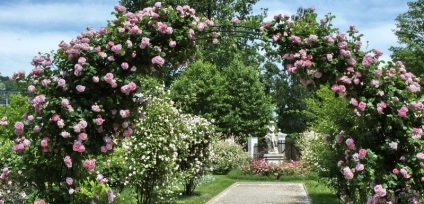 Hegymászás rózsa, amely ellátást, hogyan kell helyesen vágni, virágzó egész nyáron mászni a design a kertben,
