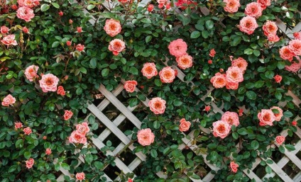 Hegymászás rózsa, amely ellátást, hogyan kell helyesen vágni, virágzó egész nyáron mászni a design a kertben,