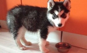 Husky a lakásban - különösen a tartalom és a gyakori hibák