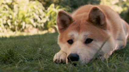 Hachiko öntött a farok a cég Richarda Gira és Dzhoan Allen