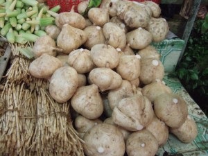 Jicama, pahirizus vésett (pachyrhizus erosus) (jicama vetés) Jicama, pahirizus vésett (pachyrhizus erosus)