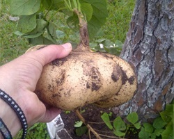 Jicama, pahirizus vésett (pachyrhizus erosus) (pahirizus mazsola) Jicama, pahirizus vésett (pachyrhizus erosus)