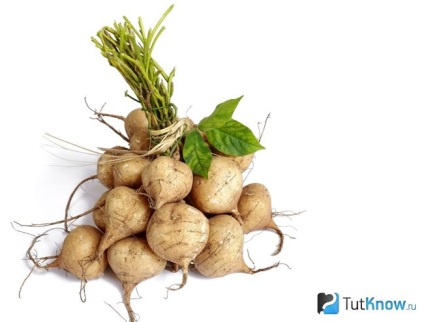 Jicama készítmény, kalória, jó, receptek (gumó szeletelt jicama) Jicama készítmény, kalória, jó, receptek