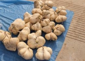 Jicama készítmény, kalóriatartalmú, jó, receptek (használata) Jicama készítmény, kalória, jó, receptek