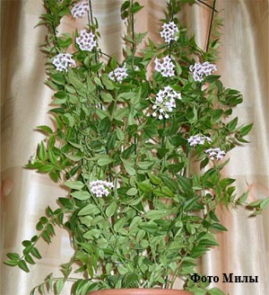 Hoya viasz borostyán - gondozás és művelési problémák (borostyán) Hoya viasz borostyán - gondozás és művelési problémák