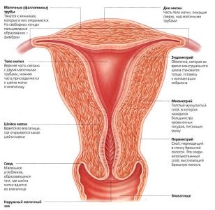 Krónikus endometritis mi ez a nőknél, tünetei és kezelése gyógyszerek, antibiotikumok