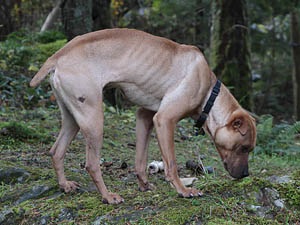 Betegségei a gyomor-bél traktus kutyák - a betegség a gyomor kutyák Moszkva