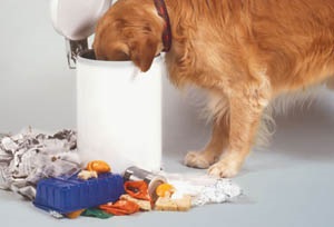 Betegségei a gyomor-bél traktus kutyák - a betegség a gyomor kutyák Moszkva