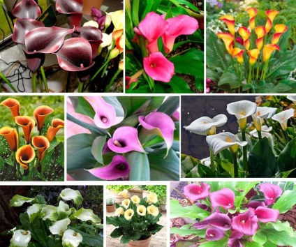 Zantedeschia ápolási otthon, fotó, öntözés, reprodukció (ellátás) Zantedeschia ápolási otthon, fotó, öntözés, reprodukció