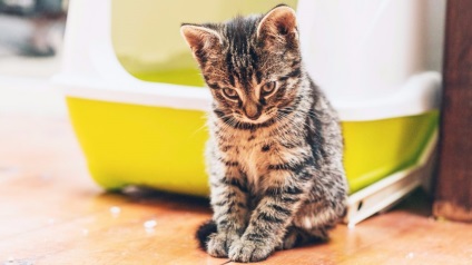 Székrekedés macskának tenni székrekedés macskák - kezelés otthon