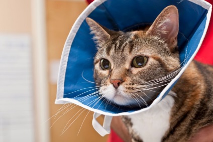 Székrekedés macskának tenni székrekedés macskák - kezelés otthon