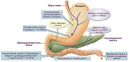 Gyomor-bél traktus egy emberi szerkezete és rendszere az emberi szervek