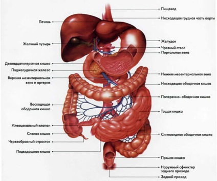 Gyomor-bél traktus egy emberi szerkezete és rendszere az emberi szervek
