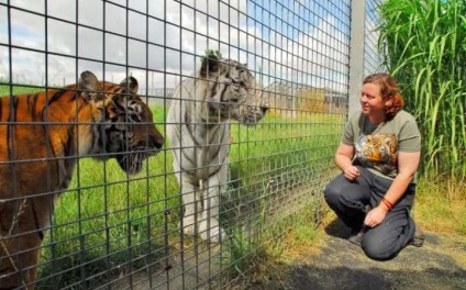 Nő ranger megölt egy brit állatkert tigris, a pofák az állatok