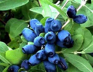 Honeysuckle, összetétele és tulajdonságai lonc (lonc) Honeysuckle, összetételét és tulajdonságait a lonc