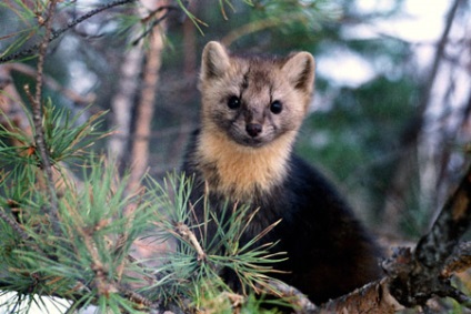 Wildlife és endemikus Bajkál-tó