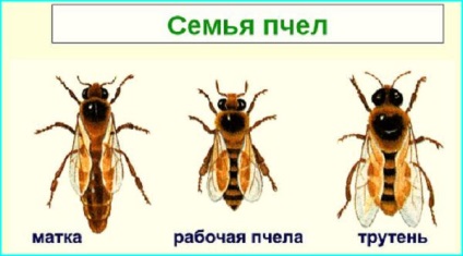 Life of Bees, blog Galina Lukyanova