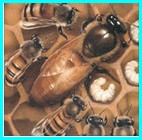 Life of Bees, blog Galina Lukyanova