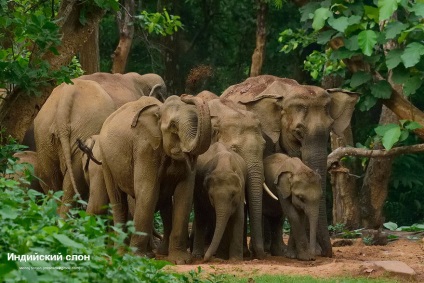 élet elefántok