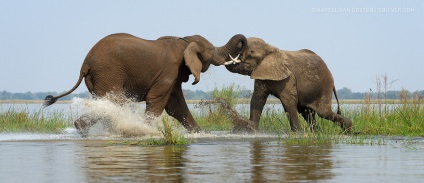 élet elefántok