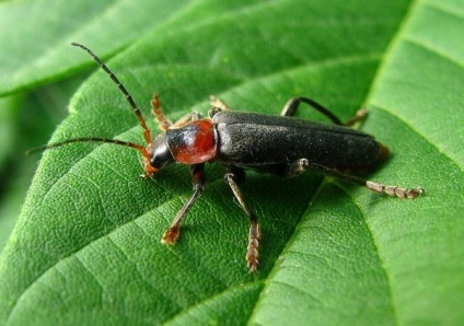 Beetle tűzoltó nagy előny, és némi kárt