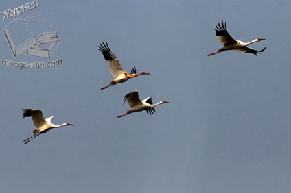 Crane mesterkurzus, a daru a csomagok saját kezűleg