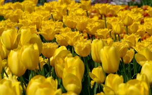 Значення і символіка квітів у букеті, мова квітів білих і жовтих букетів
