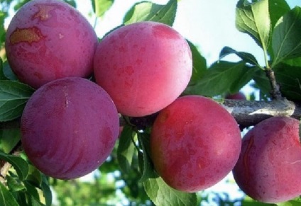 Ismeri a népszerű fajták cseresznye szilva képek és leírások