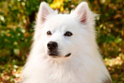 Amerikai eszkimó kutya fotó, leírás és gondozás