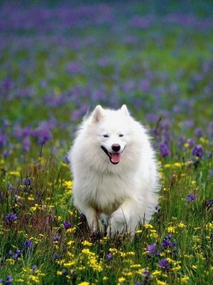 Amerikai eszkimó kutya fotó, leírás és gondozás