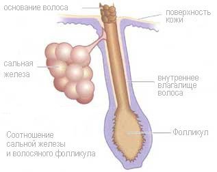 Anatomy of a faggyúmirigyek