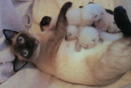 Terhesség sziámi macskák
