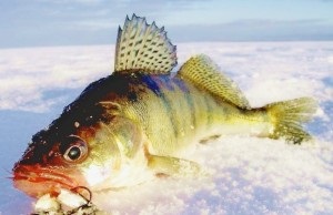 Bersh különösen halászatot télen és nyáron