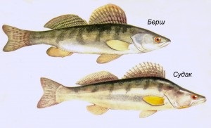 Bersh különösen halászatot télen és nyáron