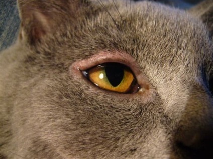 Szemhéjgyulladás a macska, a macska duzzadt felső szemhéj, mint egy élvezet