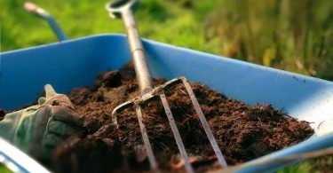Pest feketeribizli vegyszerek nélkül, a kártevők a kertben - kerti csapat