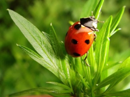 Ladybird nyaraló rovar leírás, teljesítmény, életciklusa, forma katicabogár veszélyes