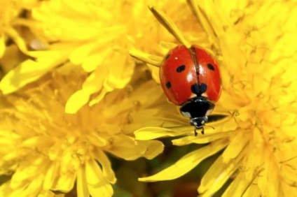 Ladybird nyaraló rovar leírás, teljesítmény, életciklusa, forma katicabogár veszélyes