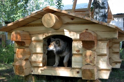 Kutyaházak kezeddel (55 fotó) szokatlan házak, vágott fa, egy fészer, mint